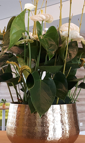 Planten_Boeket_Exclusief